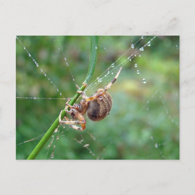 Postal Araneus - Orb Weaver Spider (Anverso)