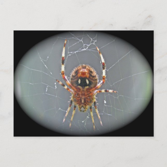 Postal Araneus Orb Weaver Spider Postcard (Anverso)