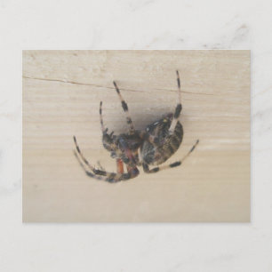 Postal Araneus Orb Web Spider Postcard
