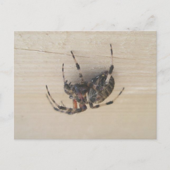 Postal Araneus Orb Web Spider Postcard (Anverso)