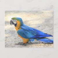 Arara, el Carioca real, ciudadano de Río de