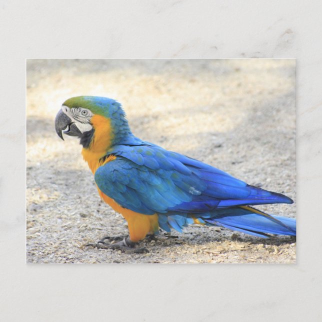 Postal Arara, el Carioca real, ciudadano de Río de (Anverso)