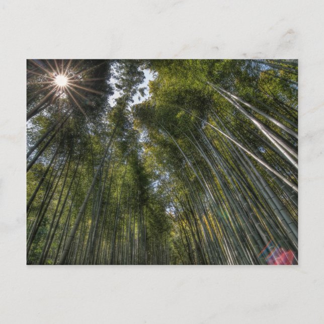 Postal Arashiyama Bamboo Grove - Kyoto, Japón (Anverso)