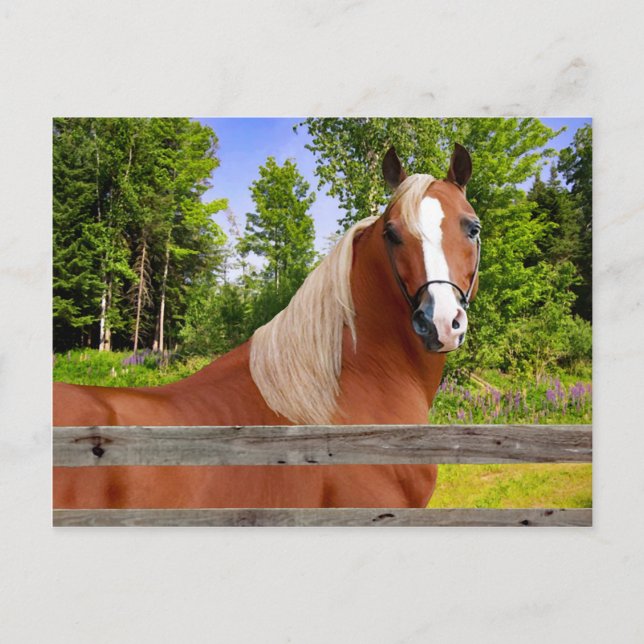 Postal "Arbella" (Anverso)