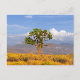 Postal Árbol