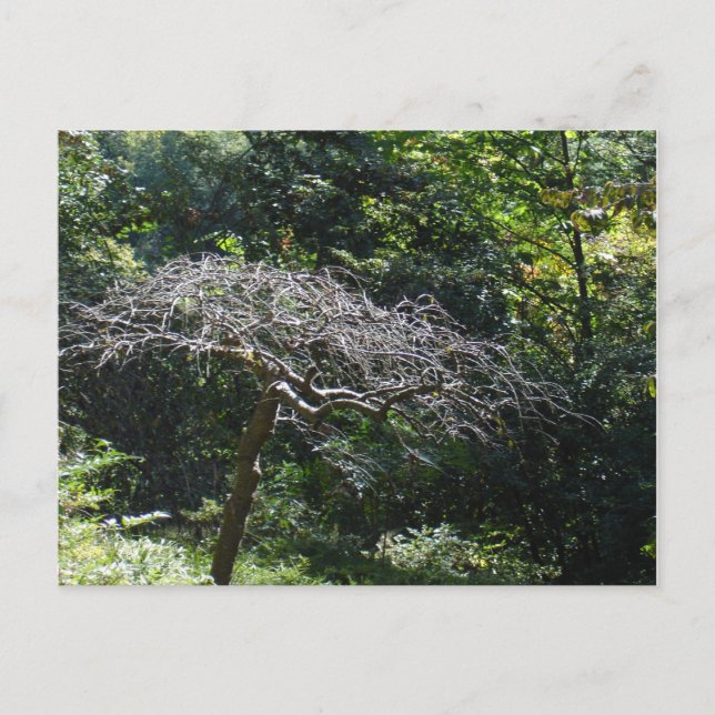 Postal Árbol (Anverso)