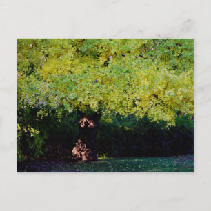 Postal árbol