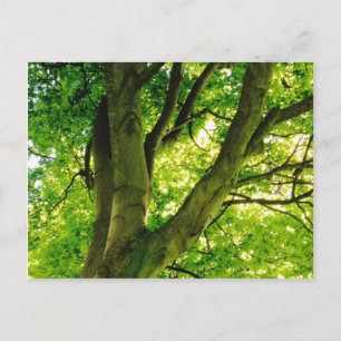 Postal Árbol