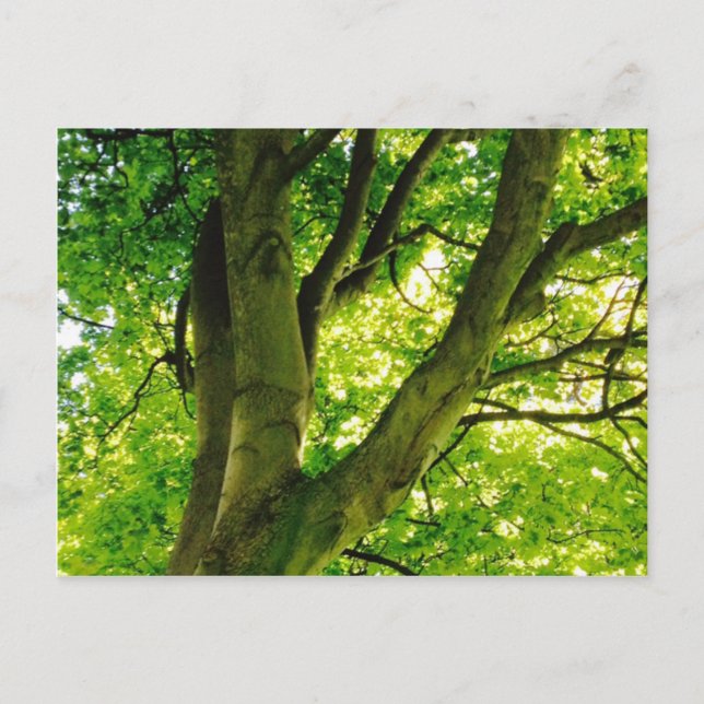 Postal Árbol (Anverso)