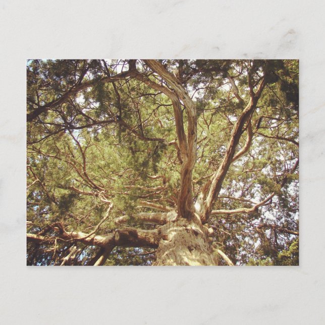 Postal Árbol (Anverso)