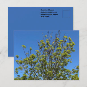Postal Árbol alto de ceniza en la foto del hermoso cielo 