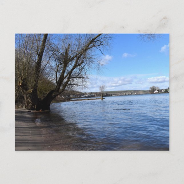 Postal Árbol antiguo en la orilla del río por Nierstein e (Anverso)