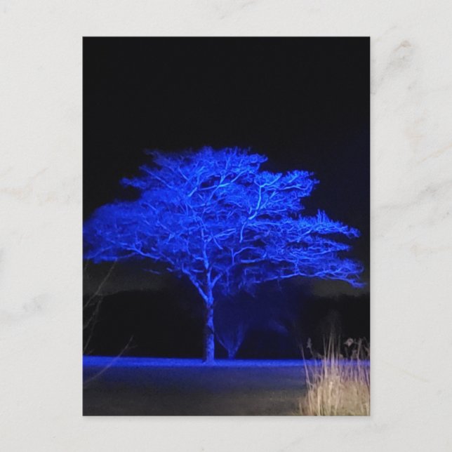 Postal Árbol azul tintado (Anverso)