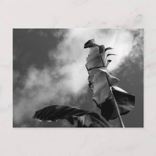 Postal Árbol bananero deja fotografías de arte blanco y n (Anverso)