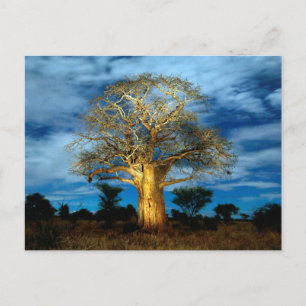 Postal Árbol Baobab (Adansonia) iluminado por la luna