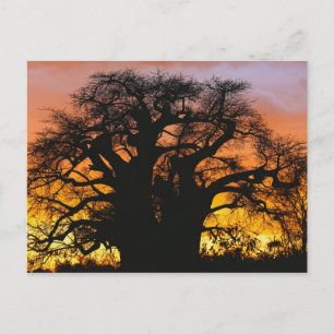 Postal árbol baobab africano, Adansonia digitata,