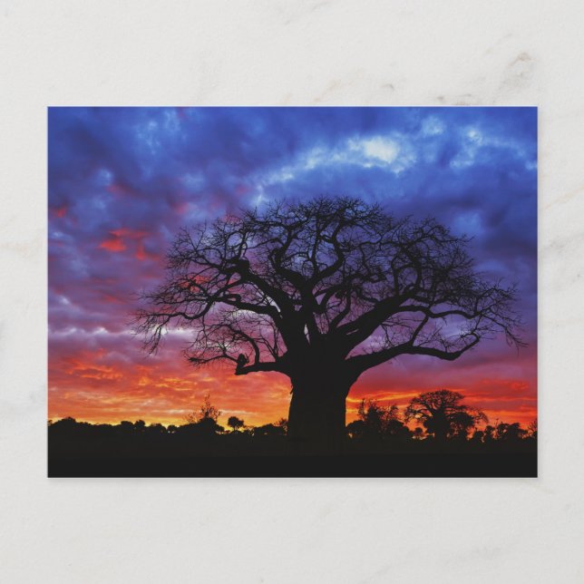 Postal árbol baobab africano, Adansonia digitata, 2 (Anverso)