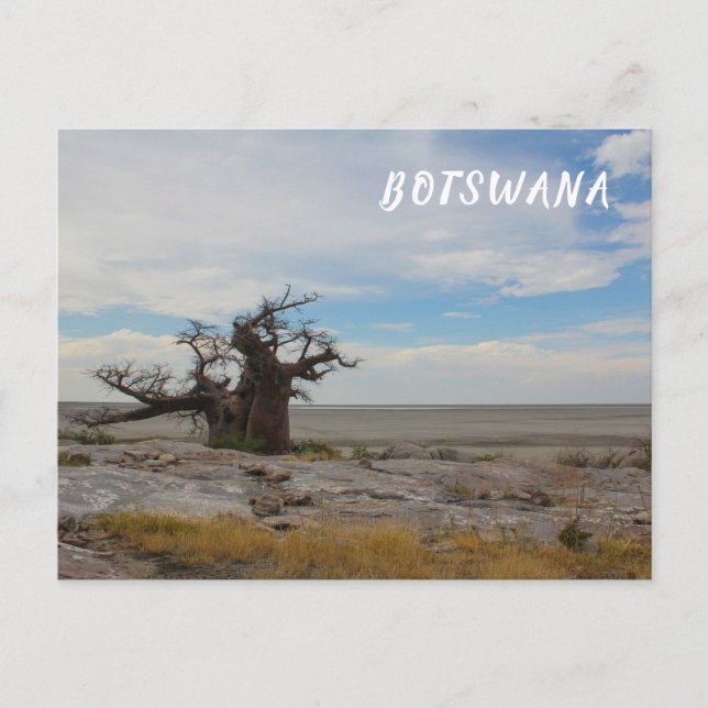 Postal Árbol baobab de la isla de Kubu Bostwabs Paisaje B (Anverso)