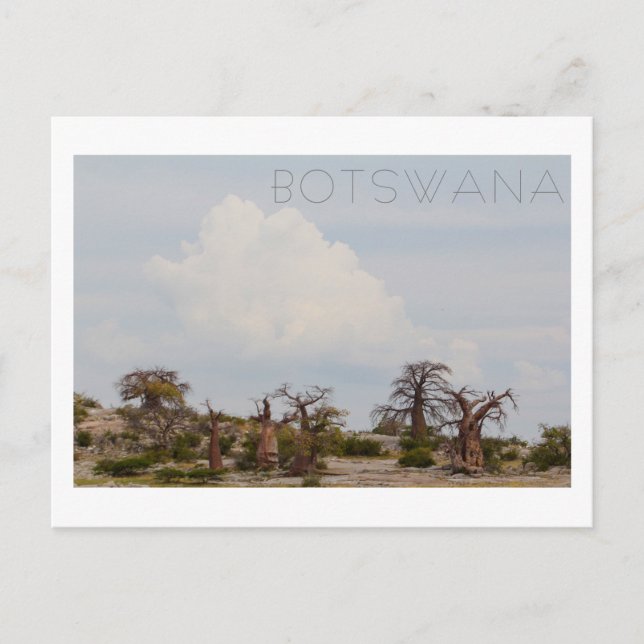 Postal Árbol baobab de la isla de Kubu Bostwabs Paisaje B (Anverso)