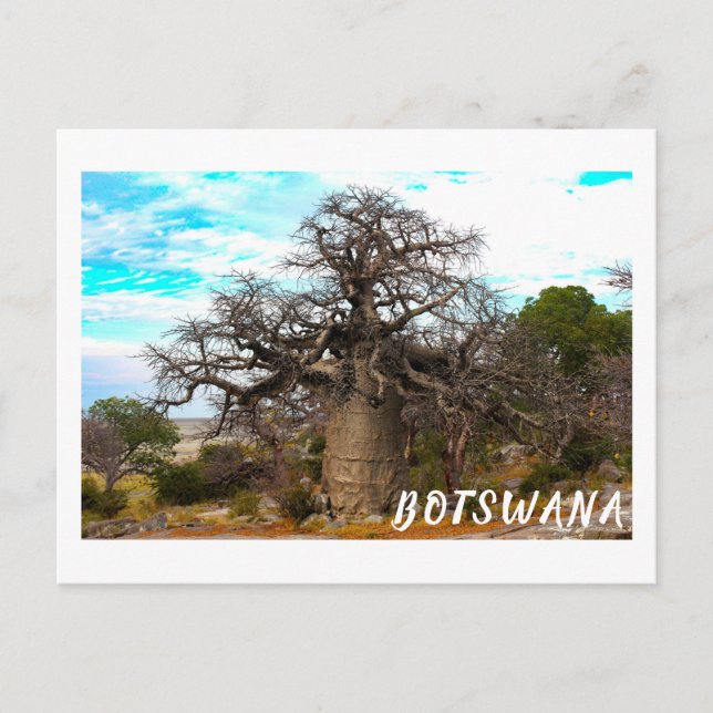 Postal Árbol baobab de la isla de Kubu Bostwabs Paisaje B (Anverso)
