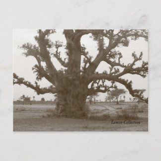 Postal Árbol baobab de Senegal