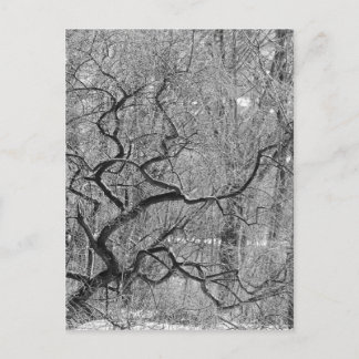Postal árbol blanco y negro