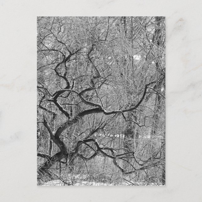Postal árbol blanco y negro (Anverso)