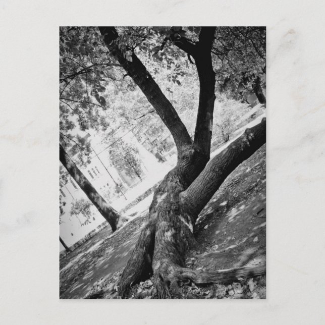 Postal Árbol blanco y negro (Anverso)