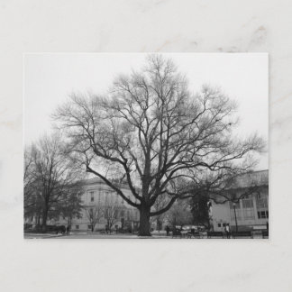 Postal Árbol blanco y negro