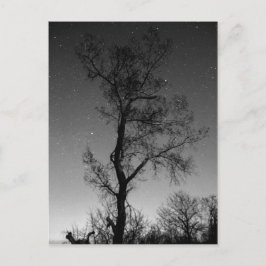 Postal Árbol blanco y negro de noche