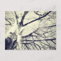 Árbol blanco y negro desnudo