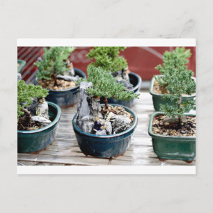 Postal Árbol Bonsai