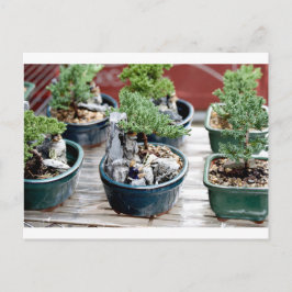 Postal Árbol Bonsai