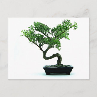 Postal Árbol Bonsai