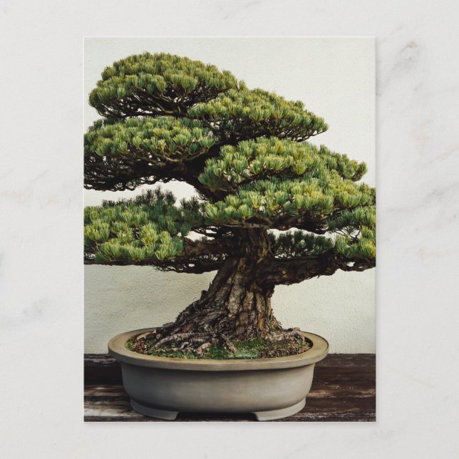 Postal Árbol Bonsai De Pino Blanco Japonés (Anverso)