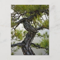 Árbol Bonsai De Pino Rojo Japonés