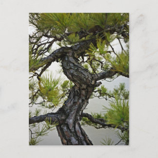 Postal Árbol Bonsai De Pino Rojo Japonés