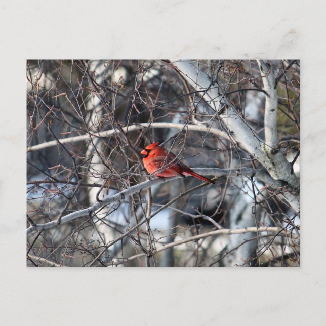 Postal Árbol cardinal (Anverso)