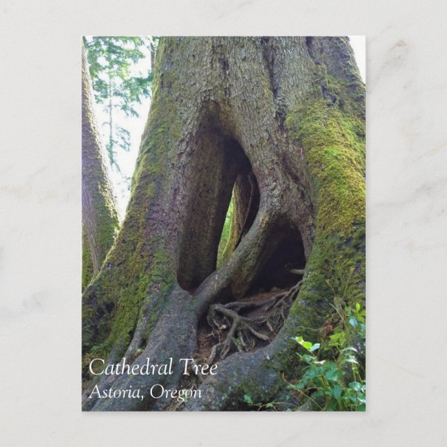 Postal Árbol catedral, Astoria, Oregón (Anverso)