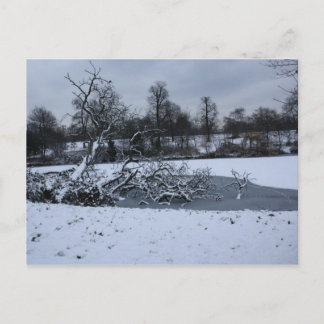 Postal Árbol colgado en el agua en invierno