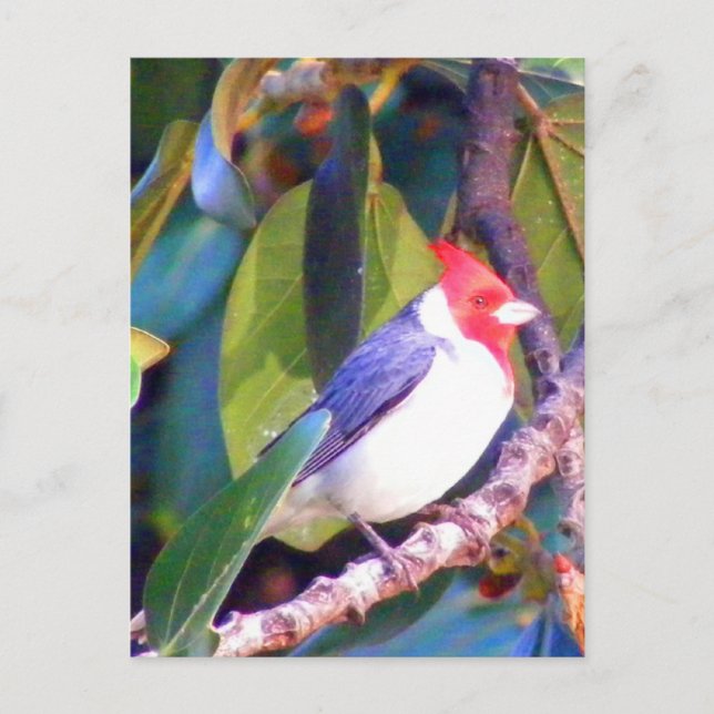 Postal Árbol con cardenal brasileño (Anverso)