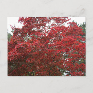 Postal Árbol con Hojas de Otoño Rojas