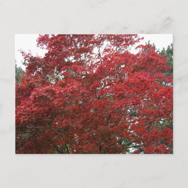 Postal Árbol con Hojas de Otoño Rojas (Anverso)