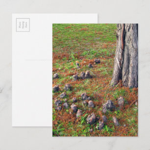 Postal Árbol con raíces que muestran fotografía de la nat