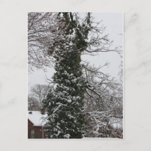 Postal Árbol cubierto de nieve