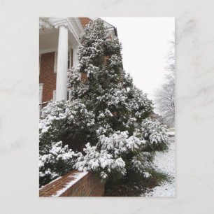 Postal Árbol cubierto de nieve