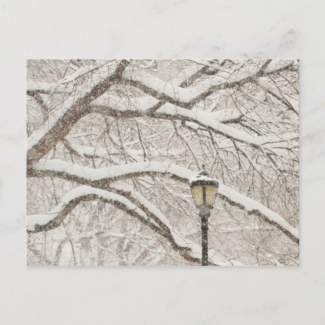 Postal Árbol cubierto de nieve 2 (Anverso)