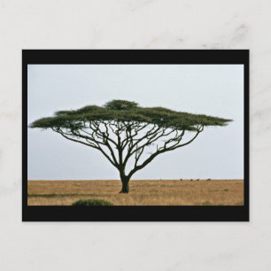 Postal Árbol de acacia de la línea del paraguas