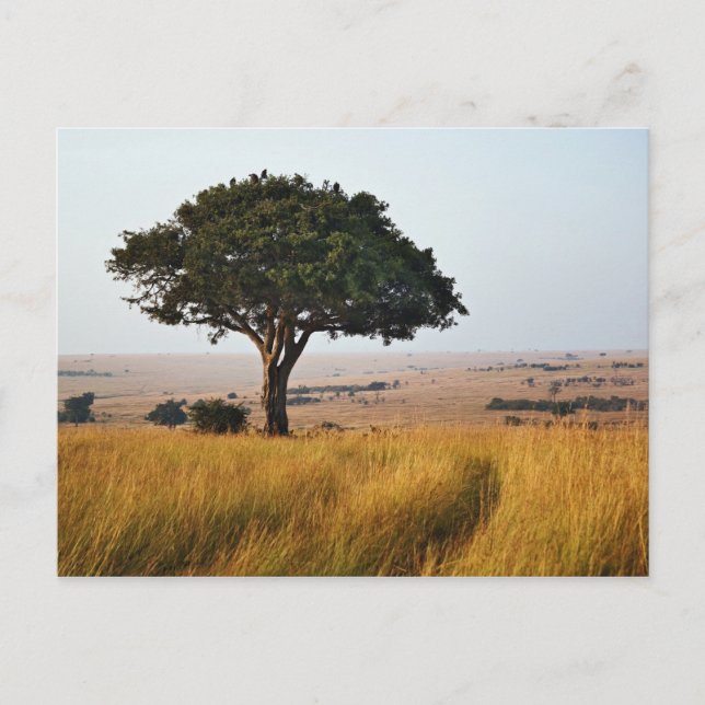 Postal Árbol de acacia simple en llanuras de hierba, Masa (Anverso)