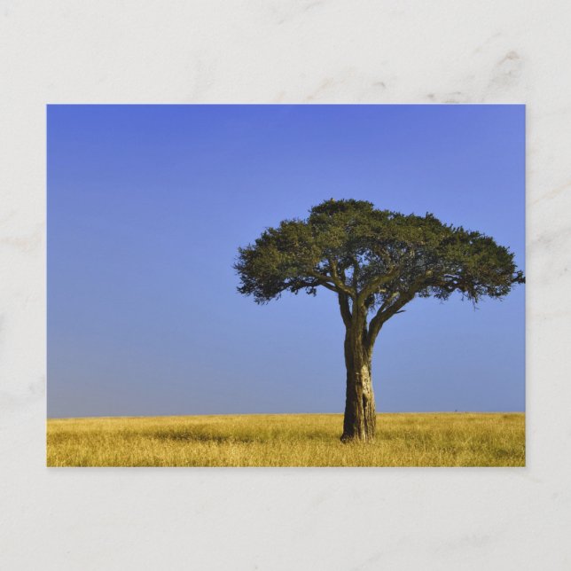 Postal Árbol de Acacia único en llanuras de grano, Masai  (Anverso)